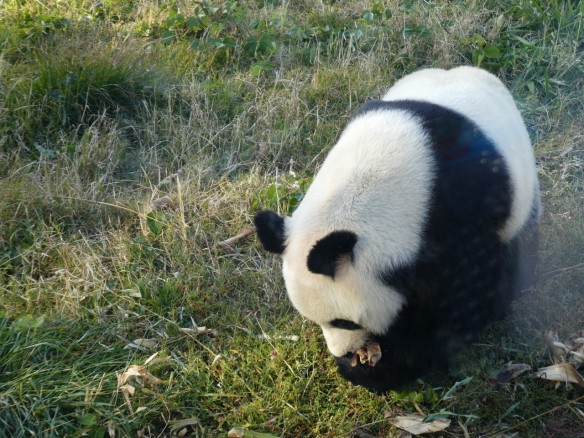 Panda at Liugong Island Zoo