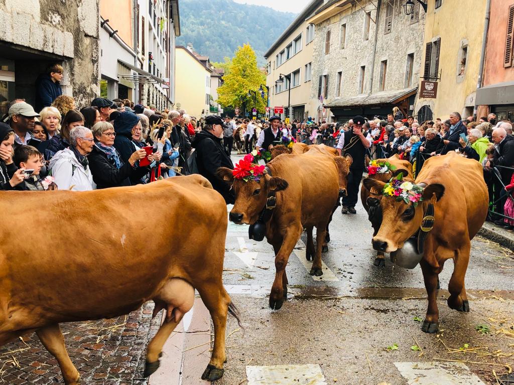 Brown cows during the procession of animals through the streets of Annecy